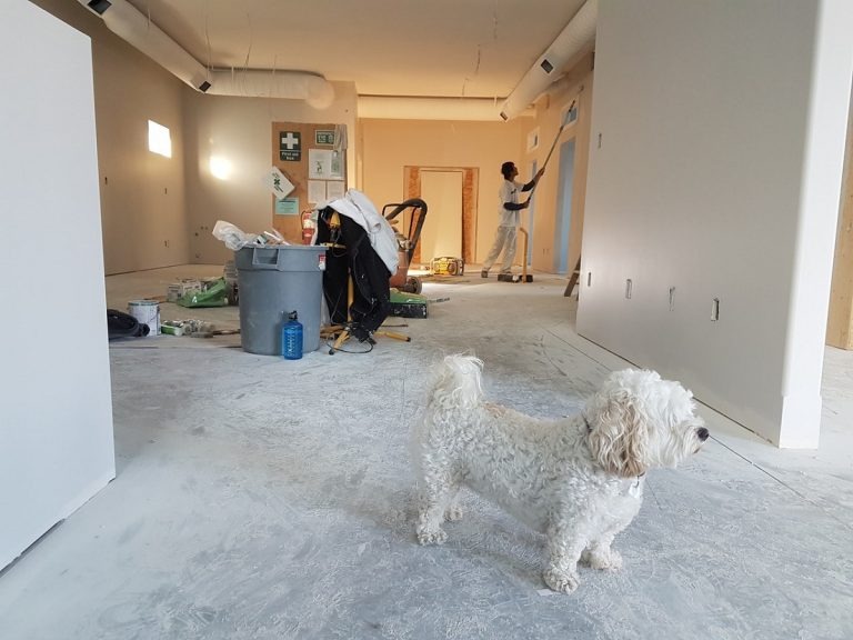 living room with a dog standing